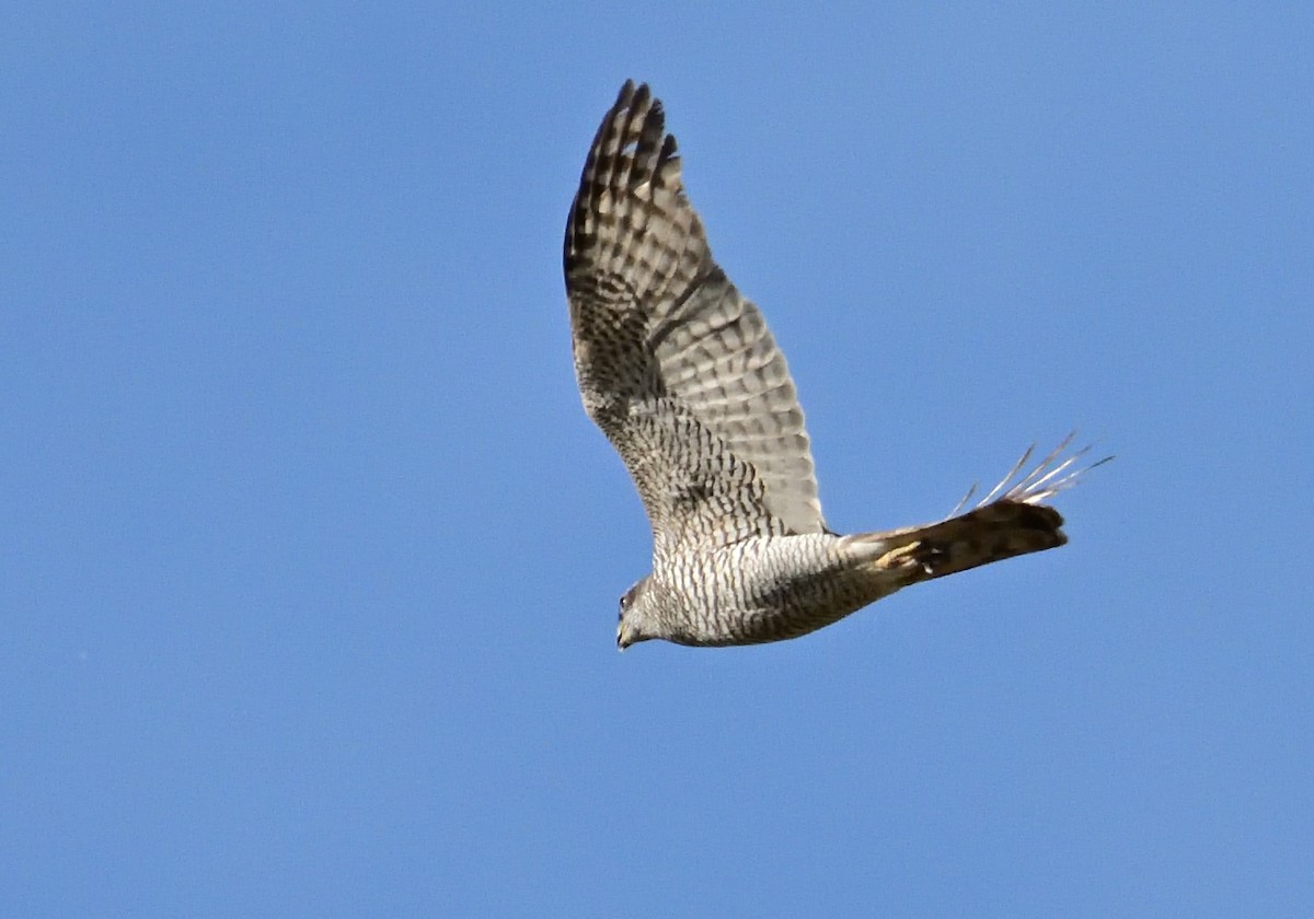 Eurasian Sparrowhawk - Mu Sano