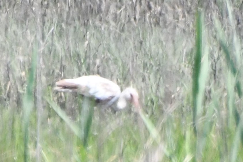 White Ibis - Jen Cookus