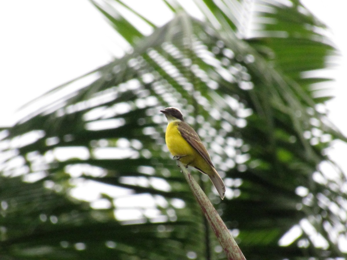 Social Flycatcher - Marcos Antônio de Souza