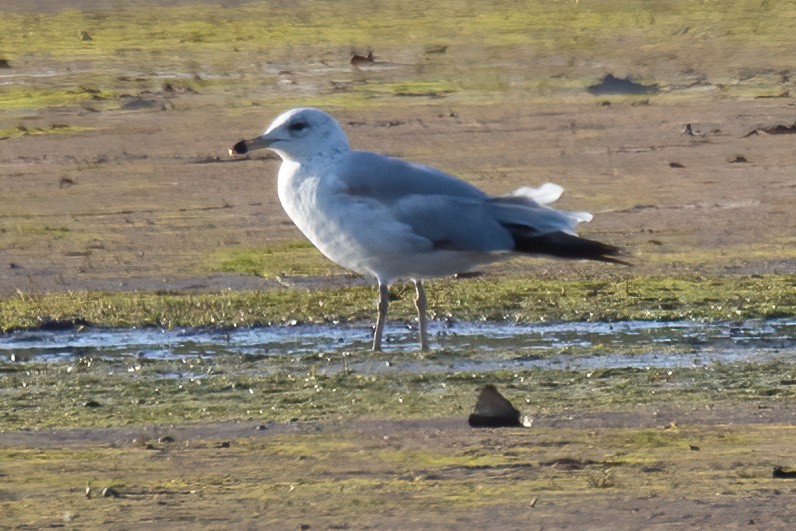 Herring Gull - Mitch (Michel) Doucet