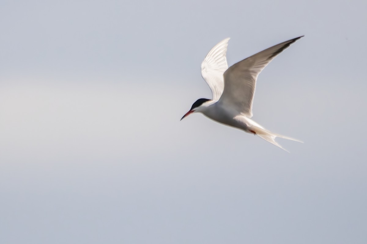 Common Tern - Marc Boisvert