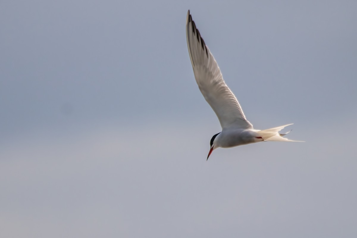 Common Tern - Marc Boisvert