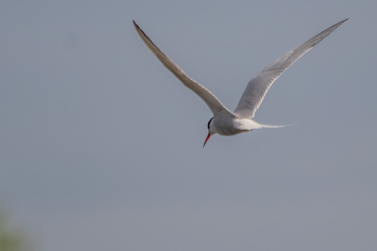 Common Tern - Marc Boisvert