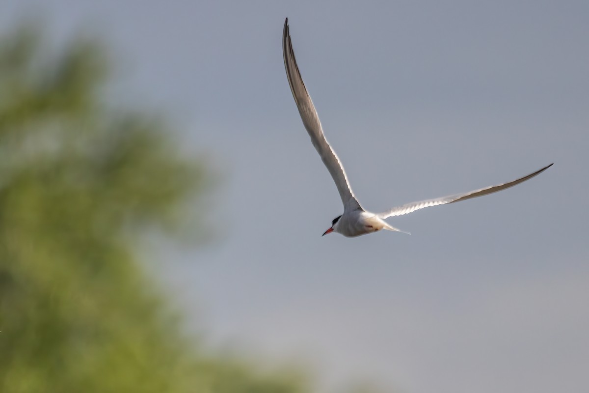 Common Tern - Marc Boisvert