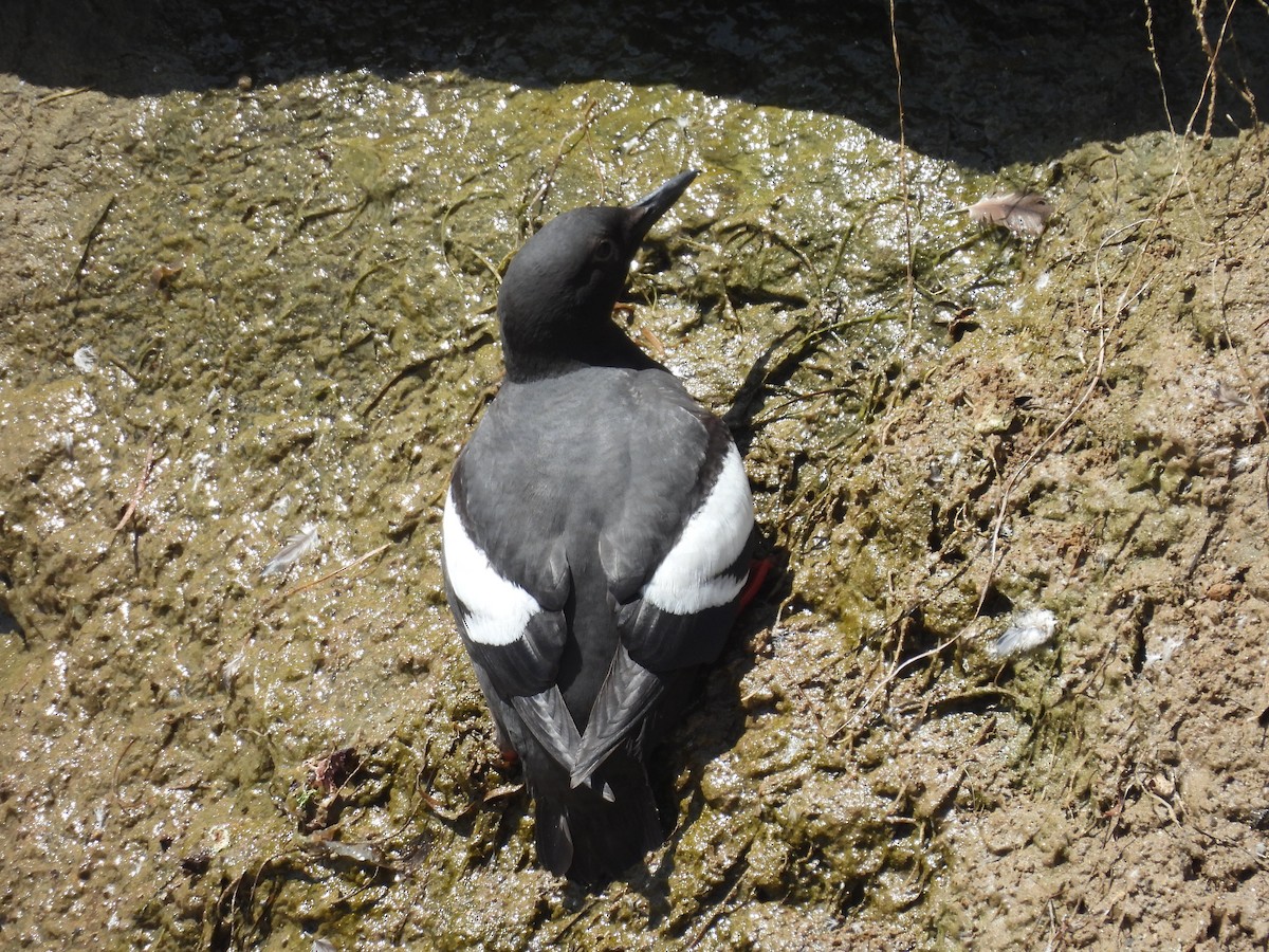 Pigeon Guillemot - Lola Ross