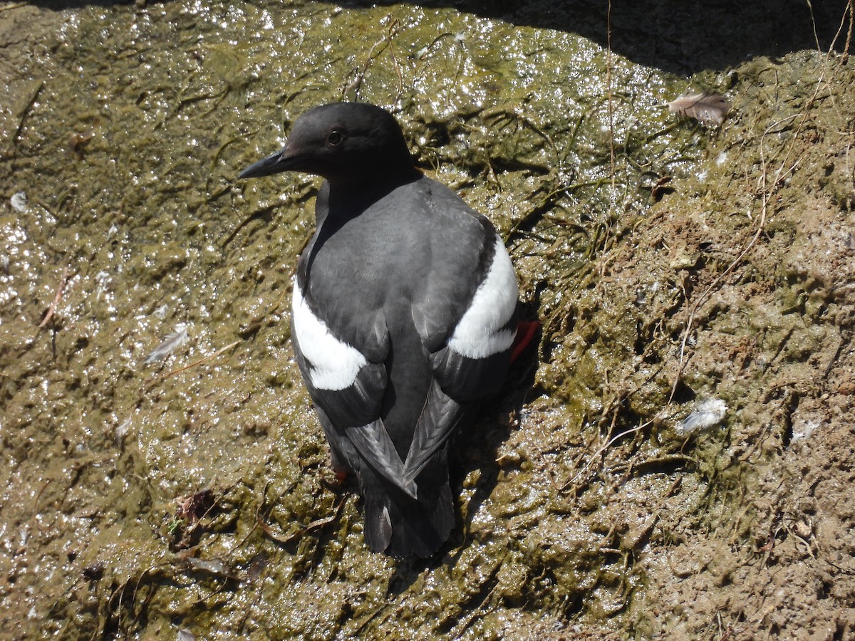 Pigeon Guillemot - ML619643948