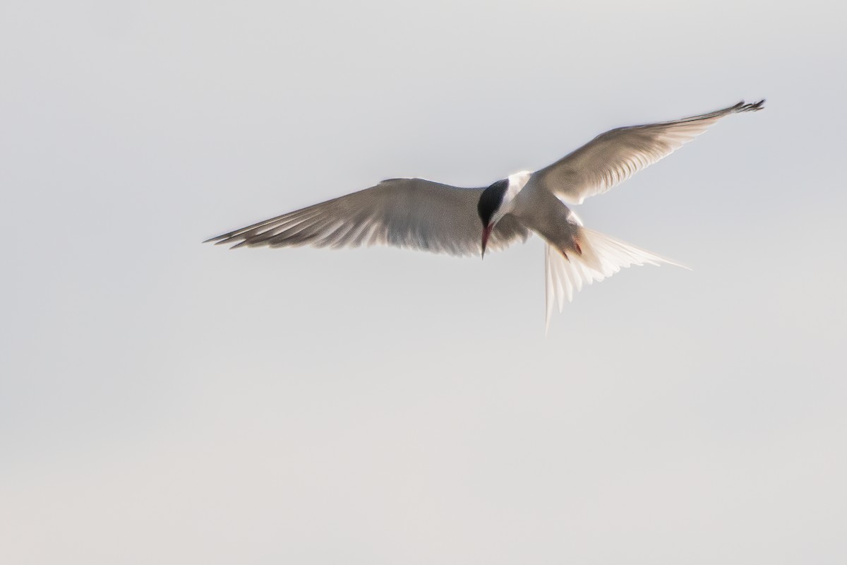 Common Tern - Marc Boisvert