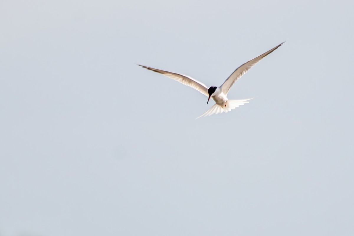 Common Tern - Marc Boisvert