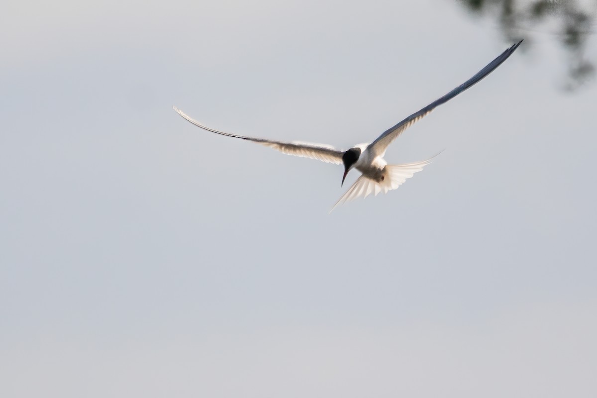 Common Tern - Marc Boisvert