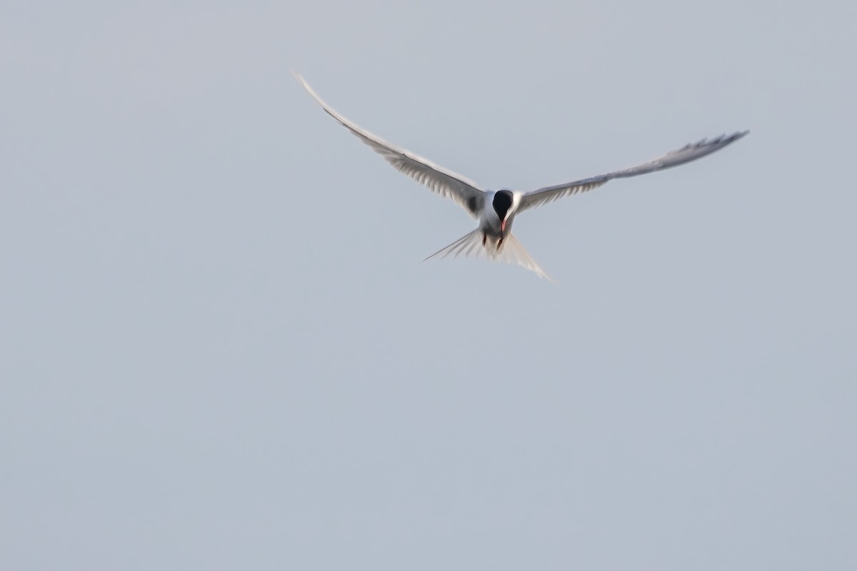 Common Tern - Marc Boisvert