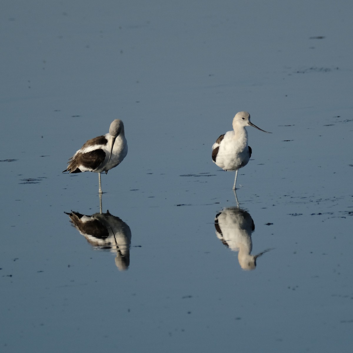 Avocette d'Amérique - ML619643982