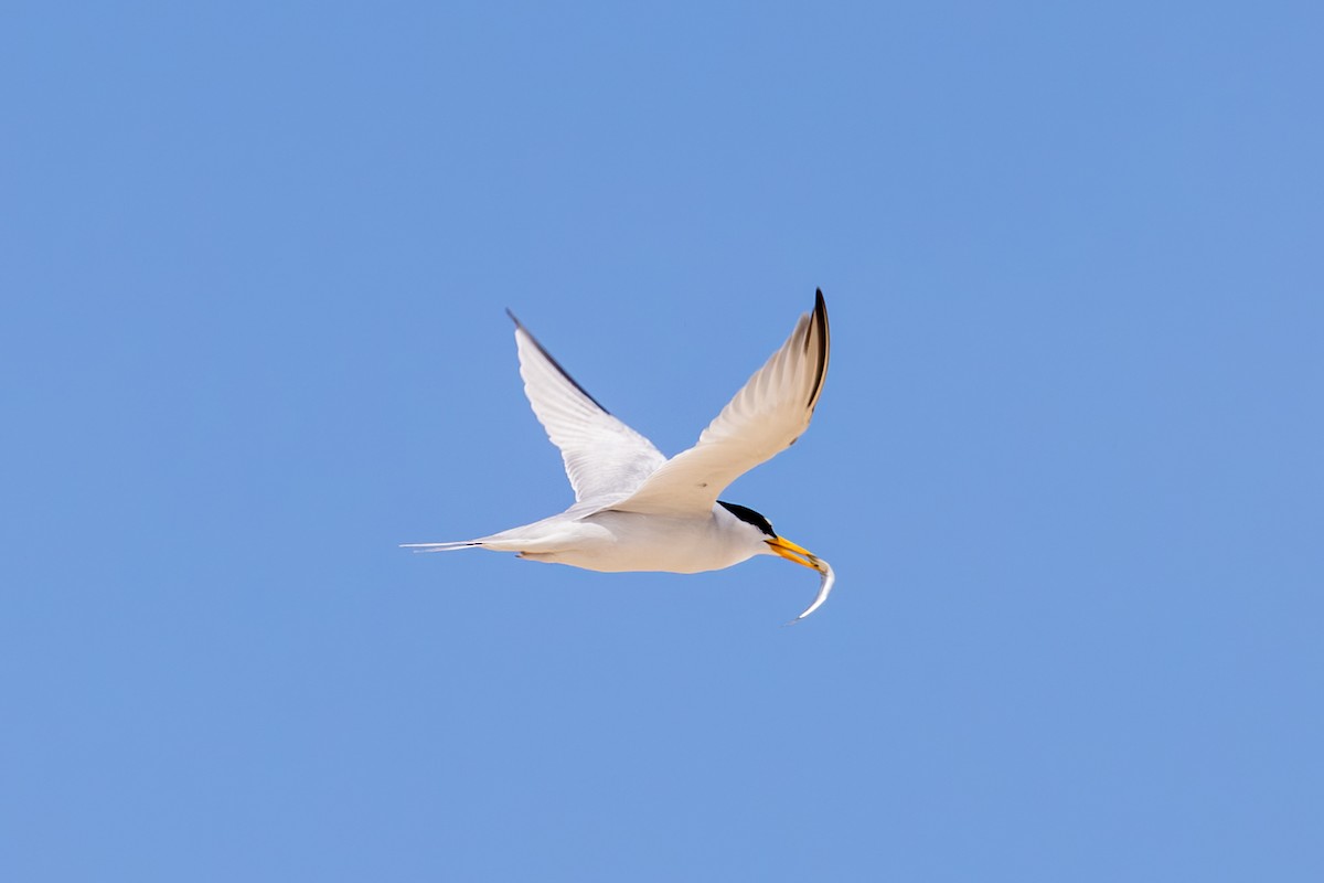 Least Tern - Mason Flint