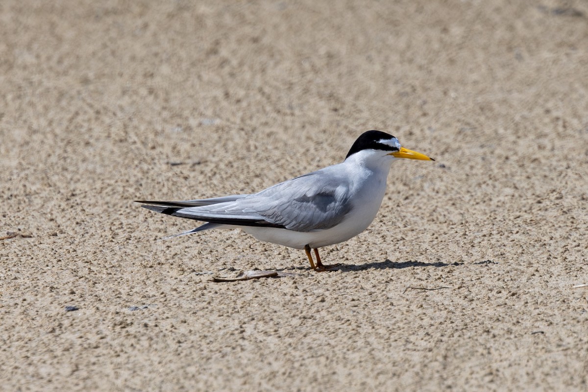 Least Tern - Mason Flint