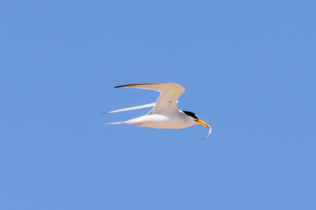 Least Tern - Mason Flint