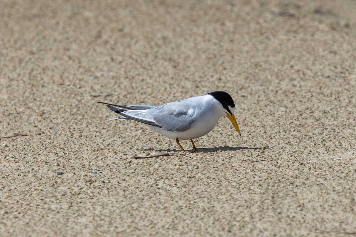 Least Tern - ML619643990