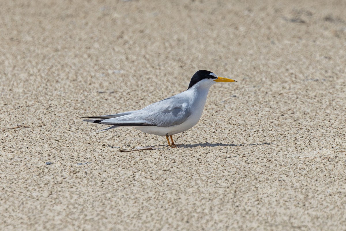 Least Tern - Mason Flint