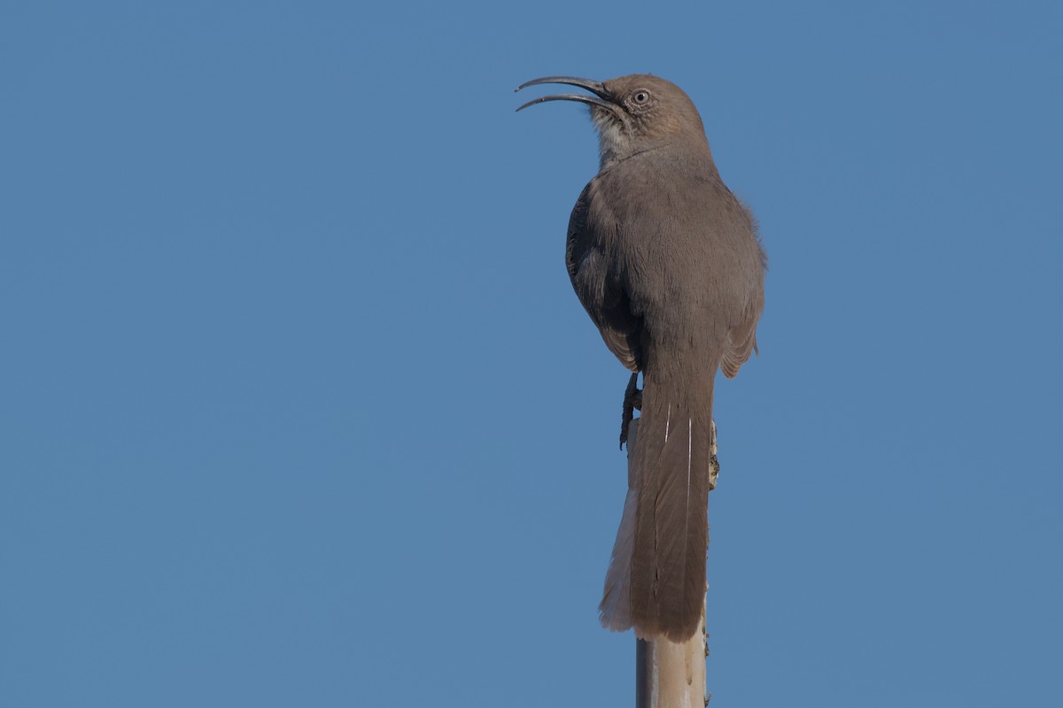 mesquitespottefugl - ML619644007