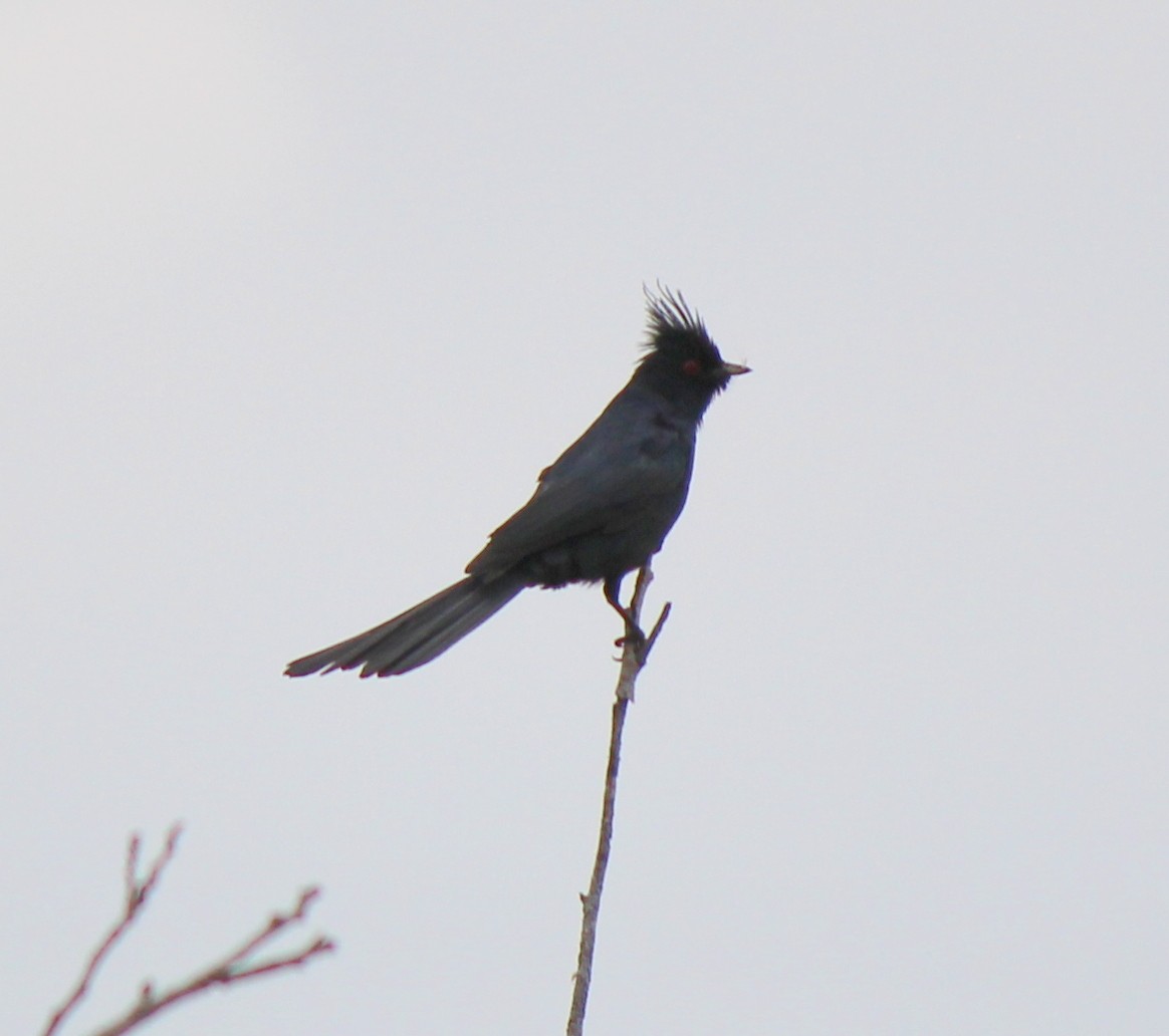 Phainopepla - Eric Gai