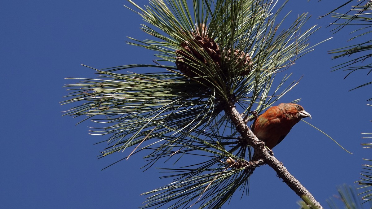 Red Crossbill - leo wexler-mann