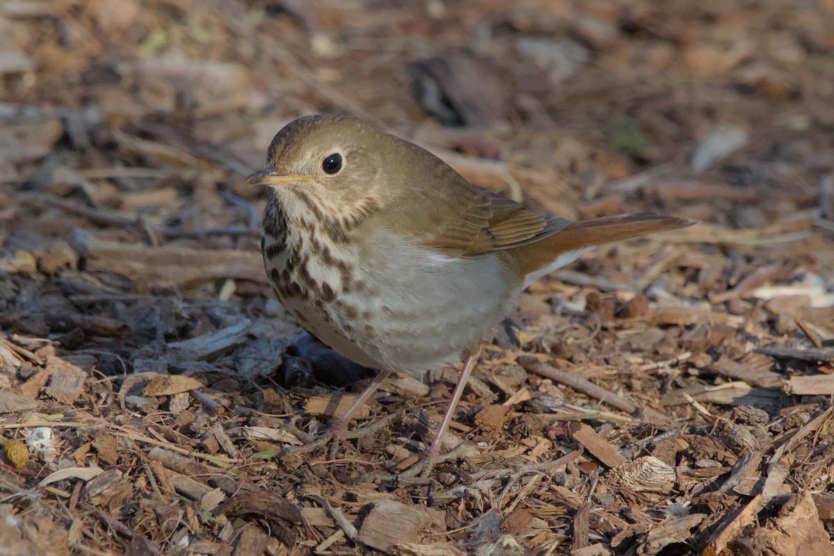 Hermit Thrush - Cat Zoroark