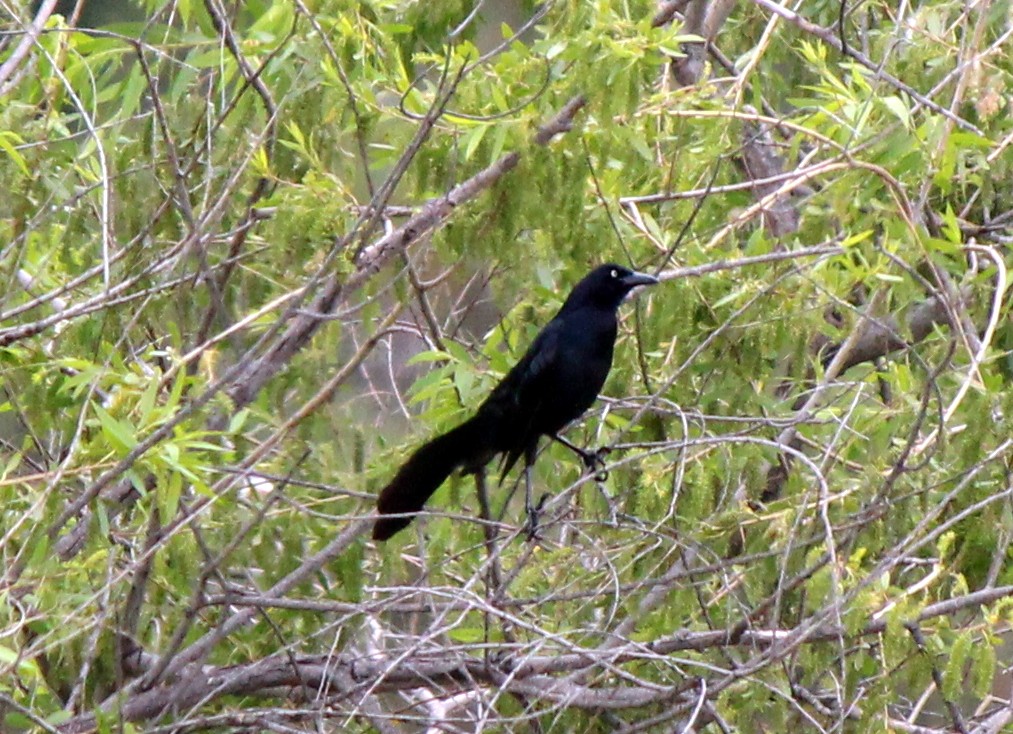 Great-tailed Grackle - Eric Gai
