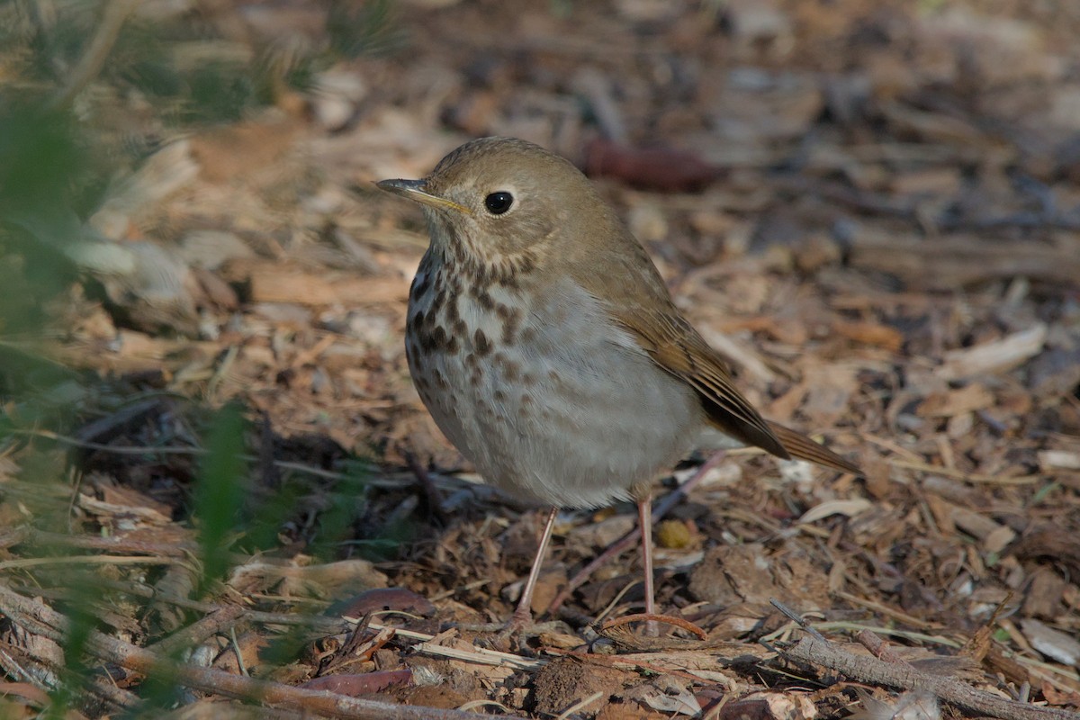 Hermit Thrush - ML619644037