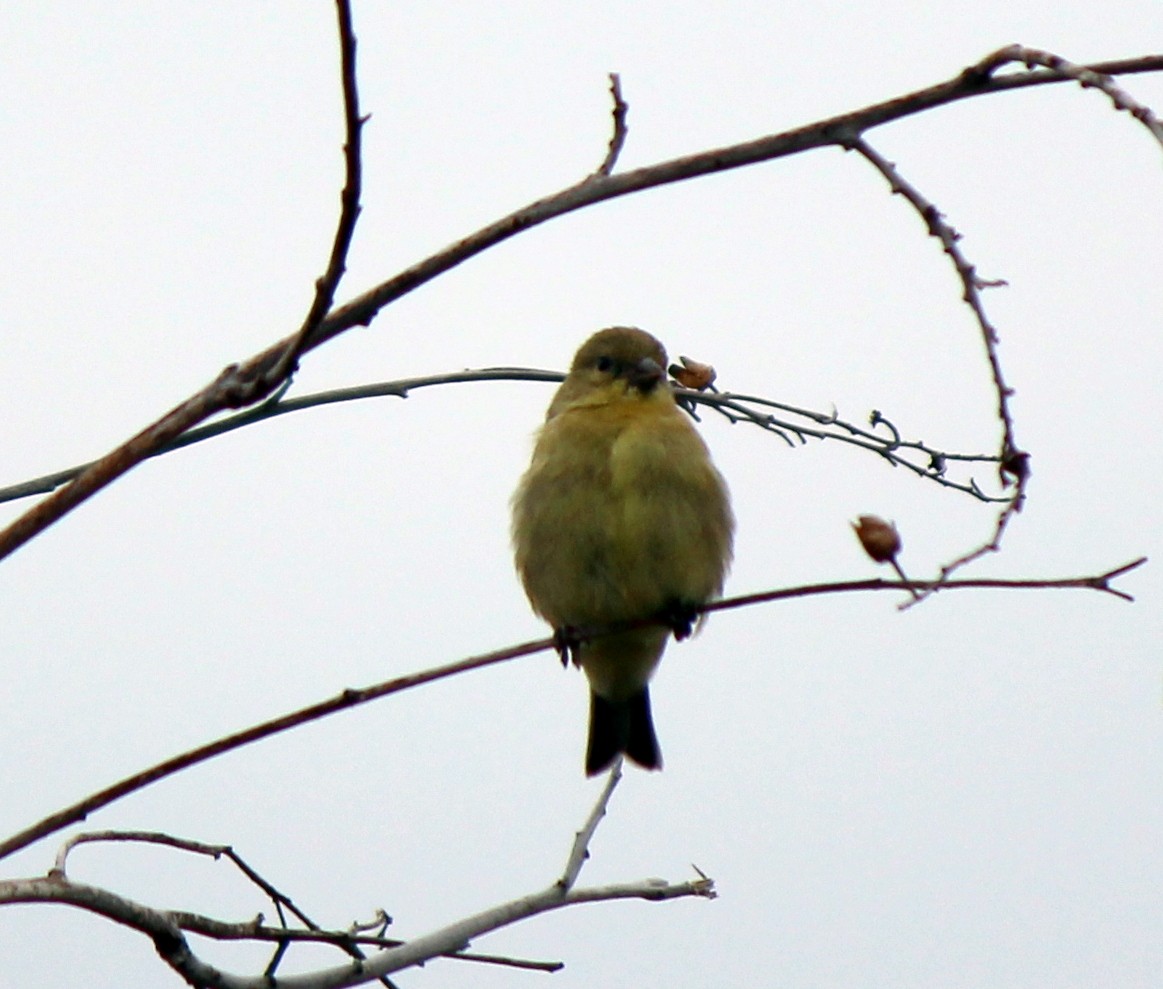 Lesser Goldfinch - Eric Gai