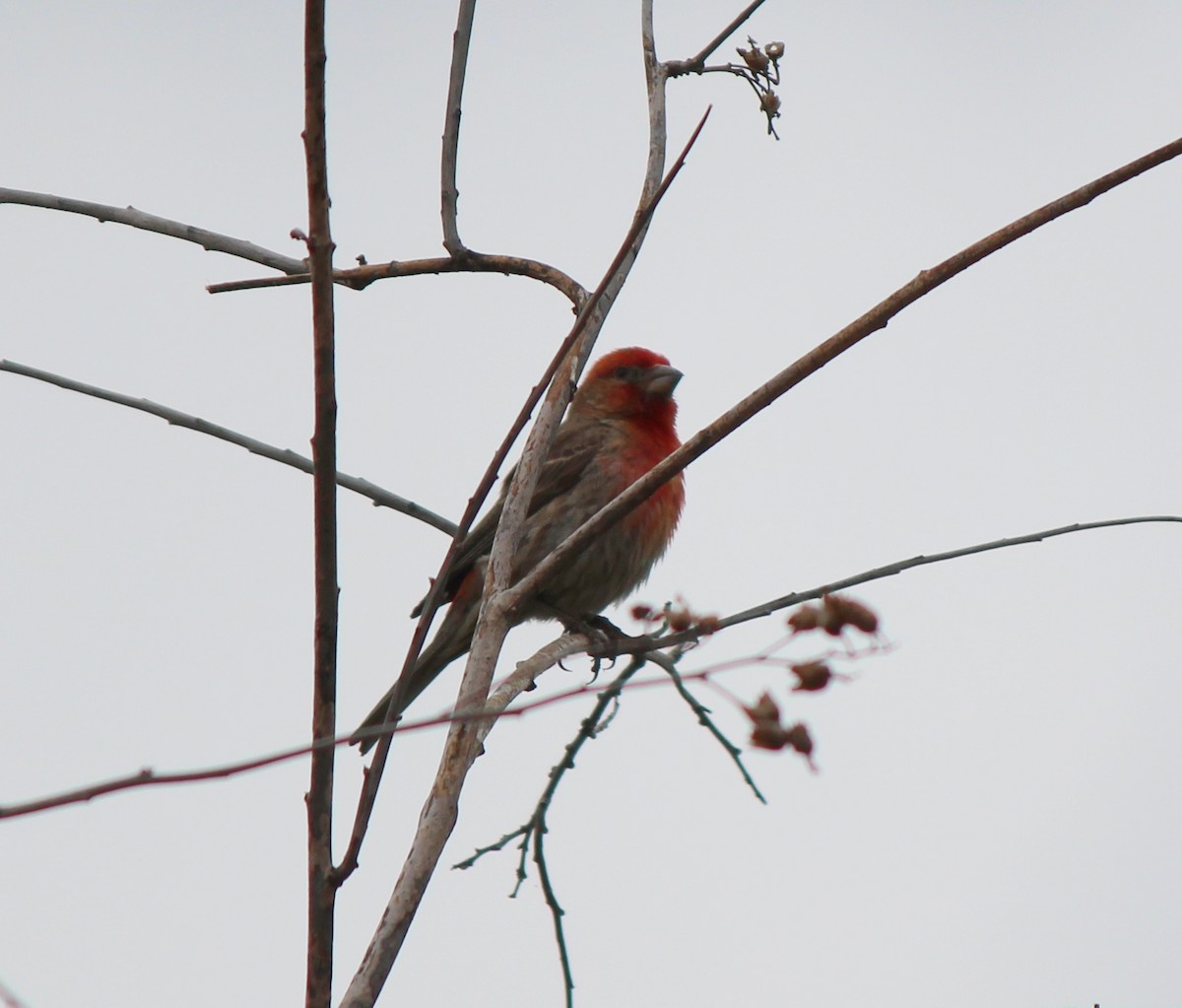 House Finch - Eric Gai