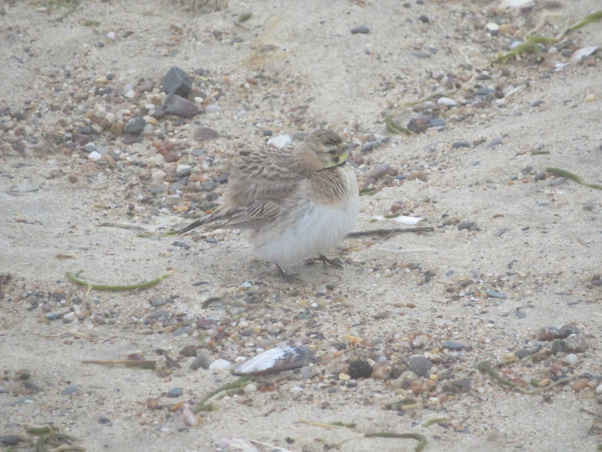 Horned Lark - William Kuk