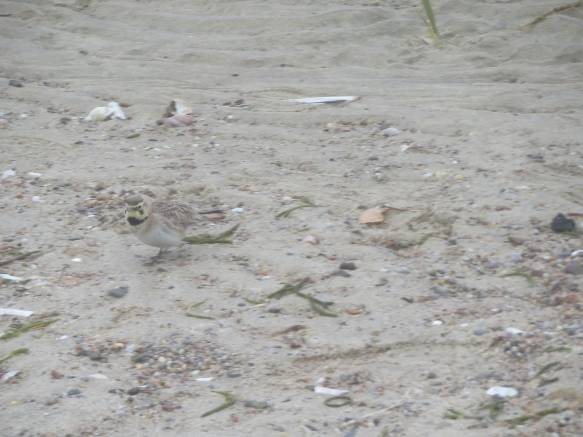 Horned Lark - William Kuk