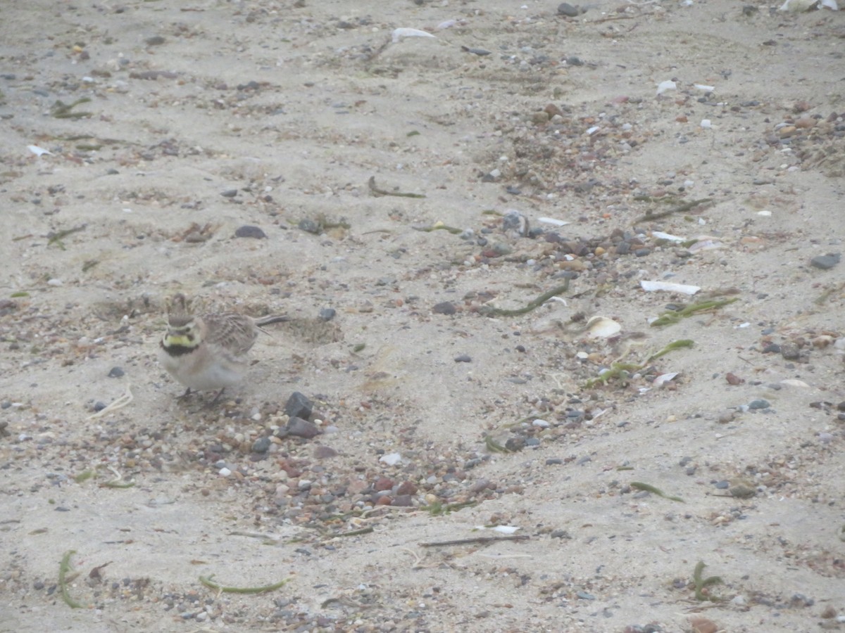 Horned Lark - William Kuk