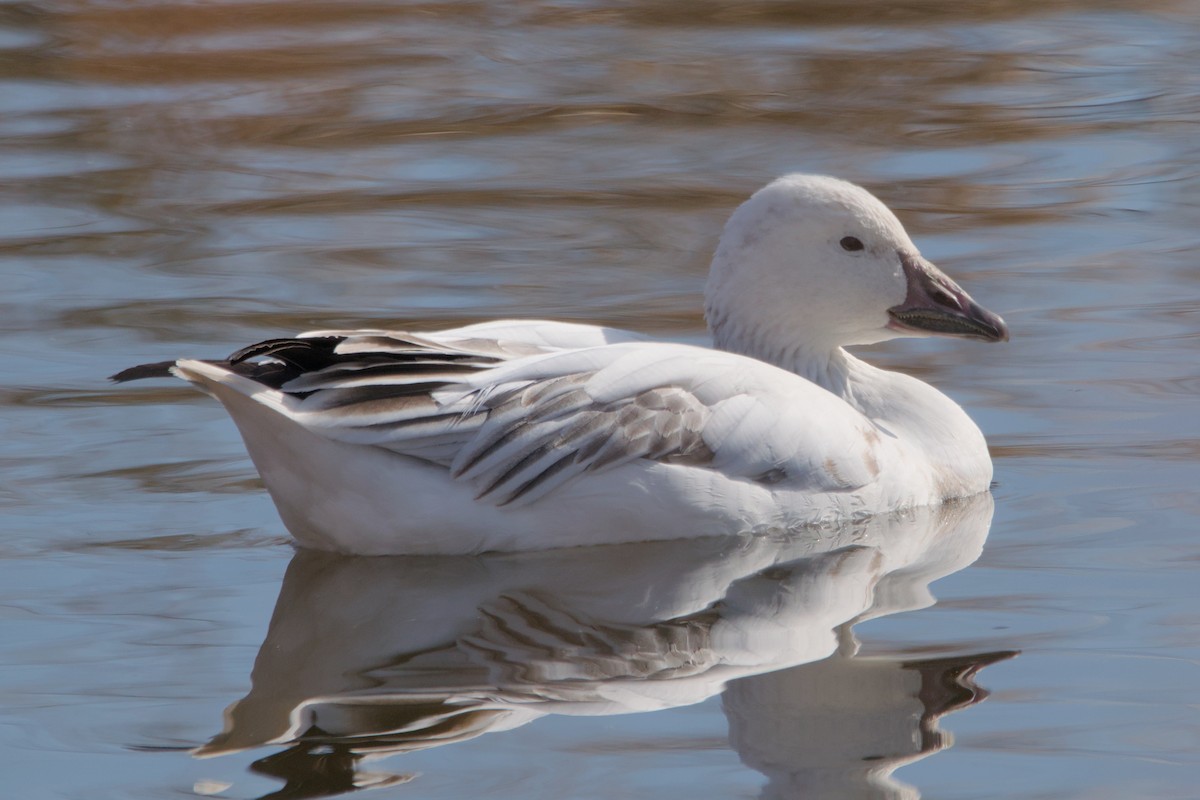 Snow Goose - ML619644064