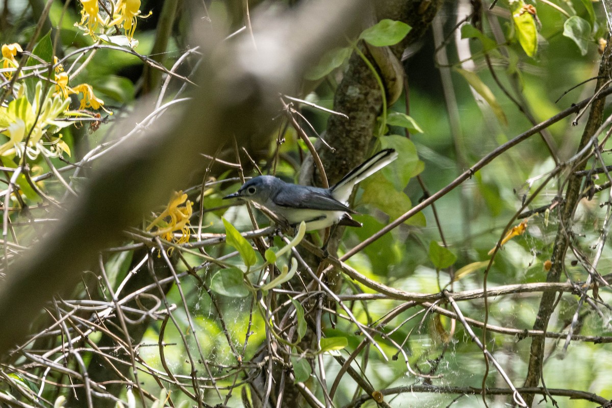 Blue-gray Gnatcatcher - Alex Brent