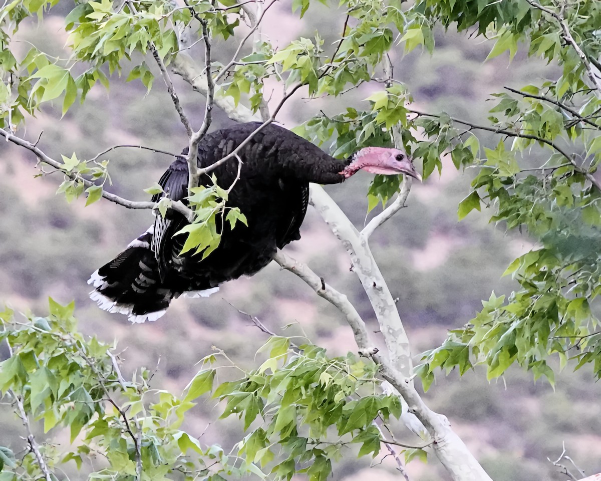 Wild Turkey - Marie Ostrander