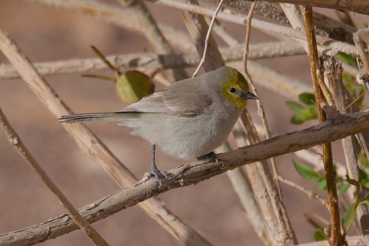 Verdin - ML619644080