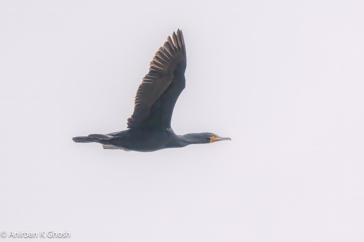 Double-crested Cormorant - Anirban K Ghosh