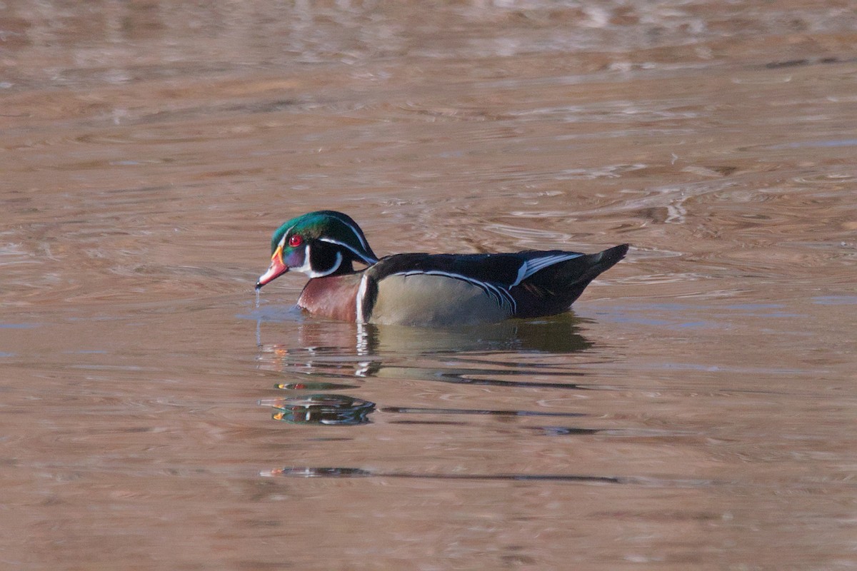 Wood Duck - ML619644092