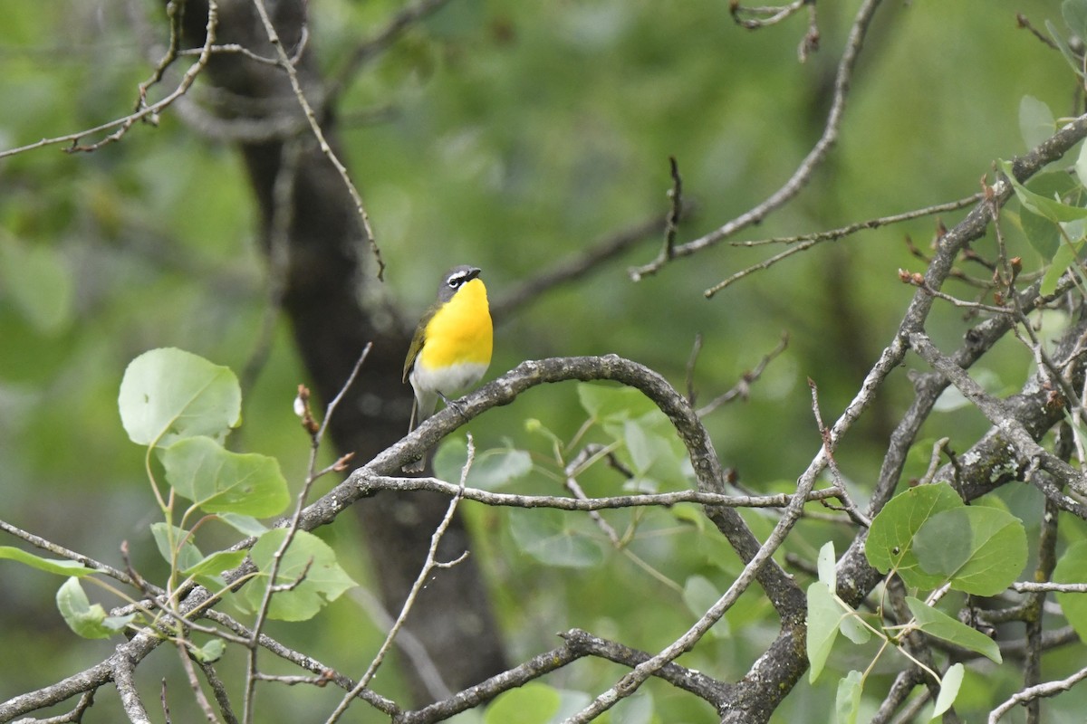 Yellow-breasted Chat - Kazumi Ohira