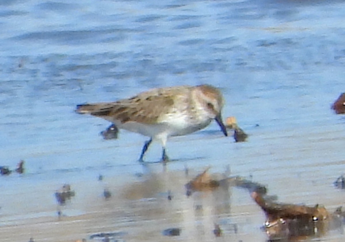 Semipalmated Sandpiper - ML619644095