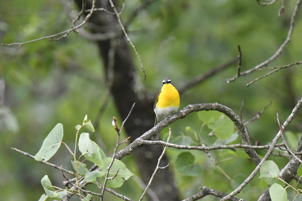 Yellow-breasted Chat - Kazumi Ohira