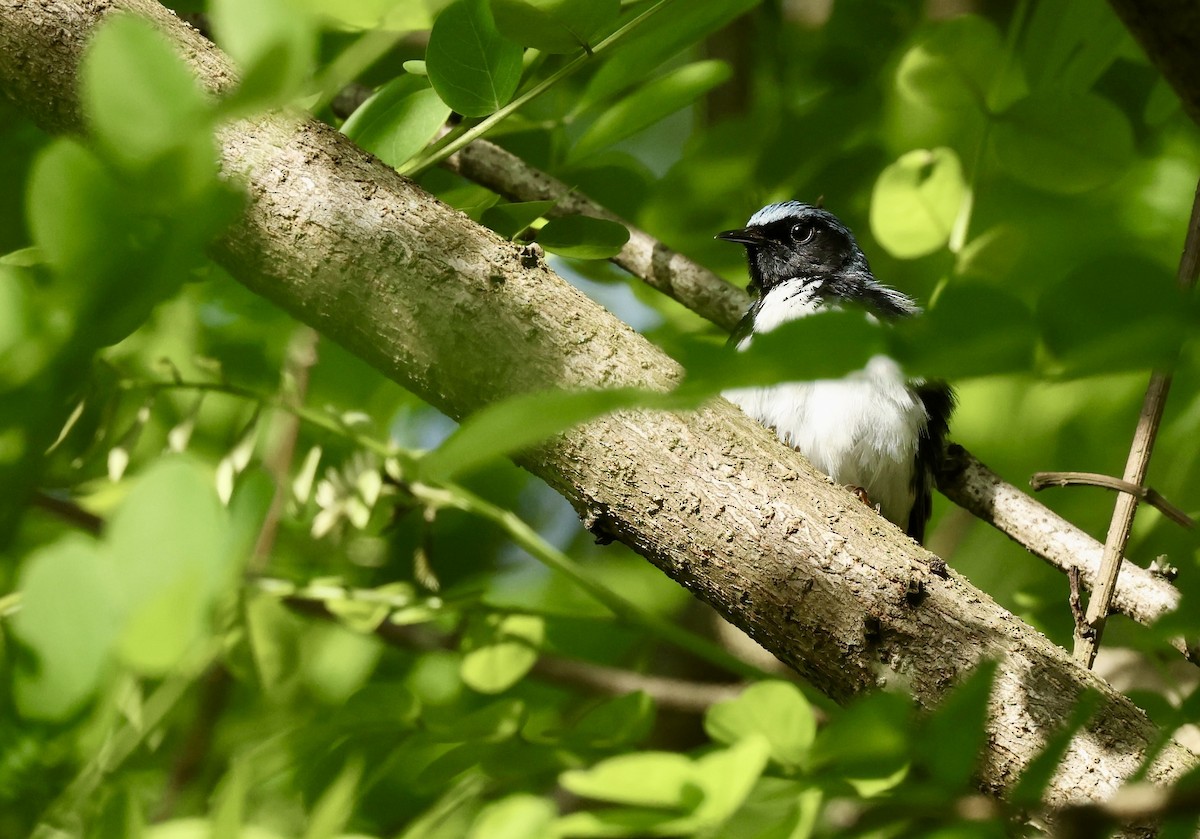 Black-throated Blue Warbler - Grace Simms  🐦‍⬛