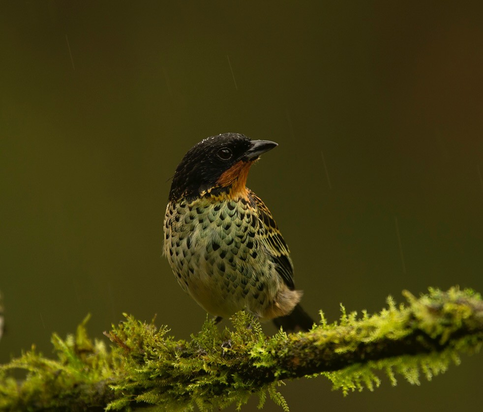 Rufous-throated Tanager - Galo Real