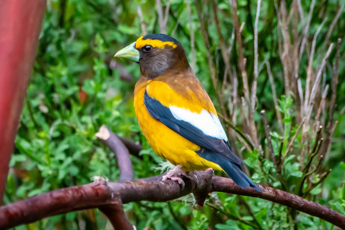 Evening Grosbeak - Brandon Lloyd