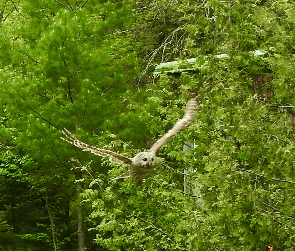 Barred Owl - ML619644122