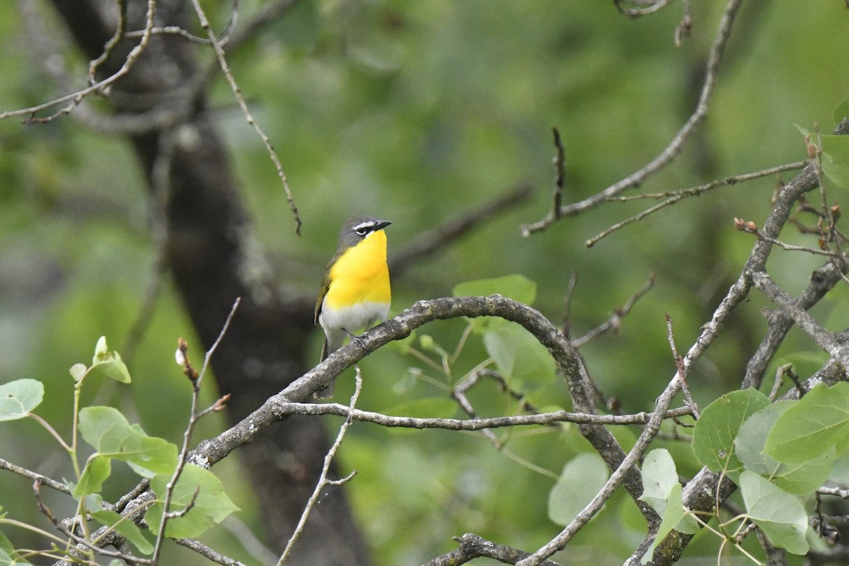 Yellow-breasted Chat - Kazumi Ohira