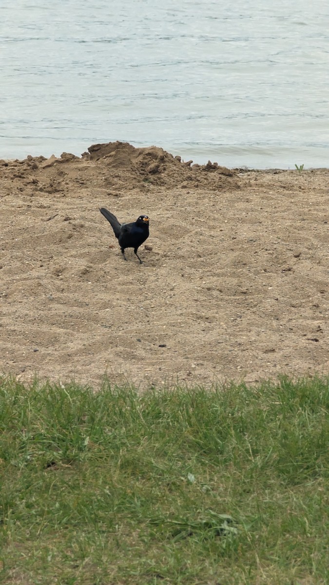 Common Grackle - ML619644125