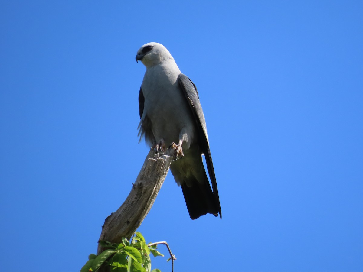 Mississippi Kite - ML619644126