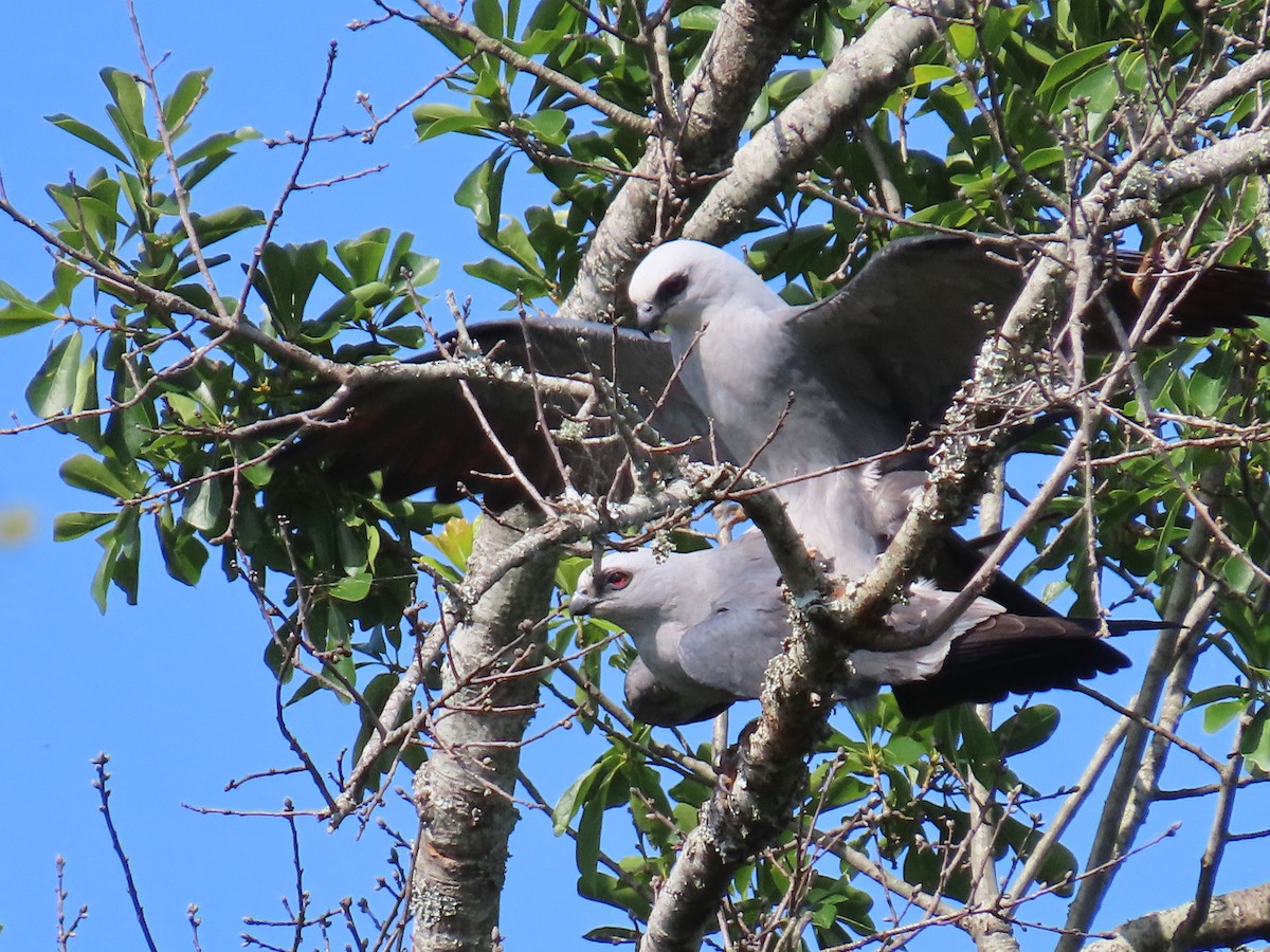 Mississippi Kite - Matt Alexander