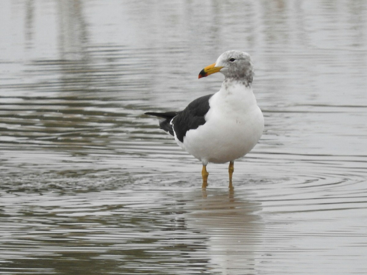 Gaviota Cangrejera - ML619644141