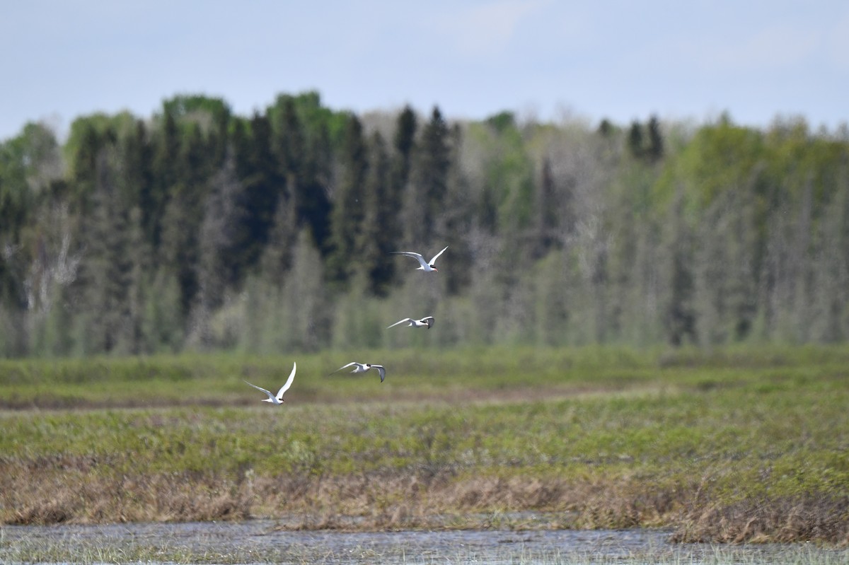 Common Tern - François Hamel